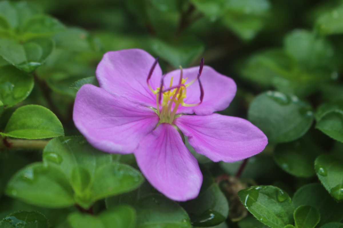 Heterotis rotundifolia (Sm.) Jacq.-Fél.